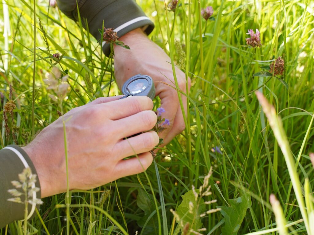 Bioblitz Bekijken van een bloem met vergrootglas 2